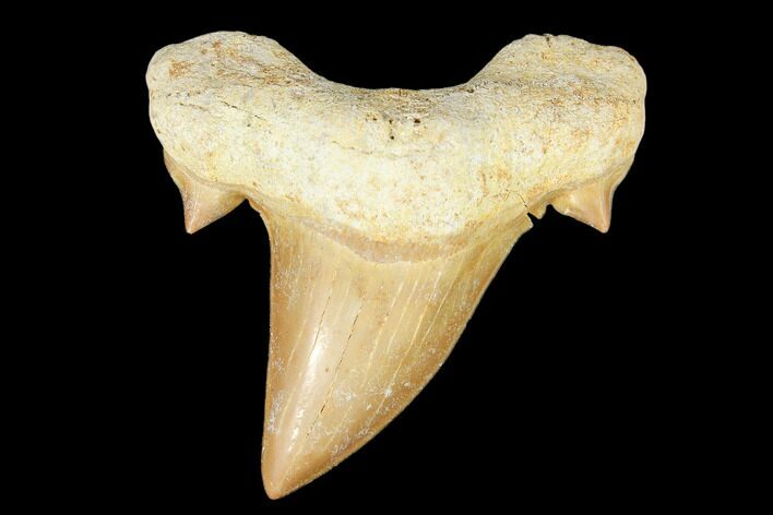 Fossil Shark Tooth (Otodus) - Morocco #103314